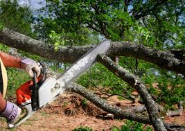 Best Root Management and Removal  in Onawa, IA