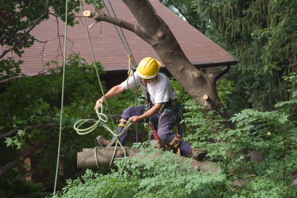 Onawa, IA Tree Services Company