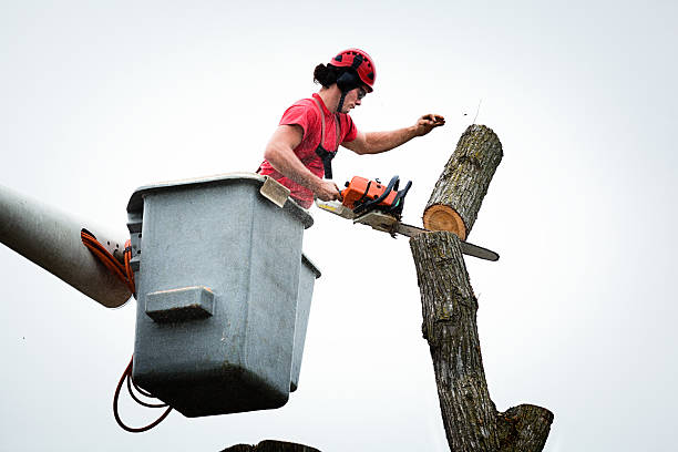 How Our Tree Care Process Works  in  Onawa, IA