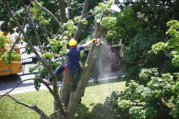 Best Tree Disease Treatment  in Onawa, IA